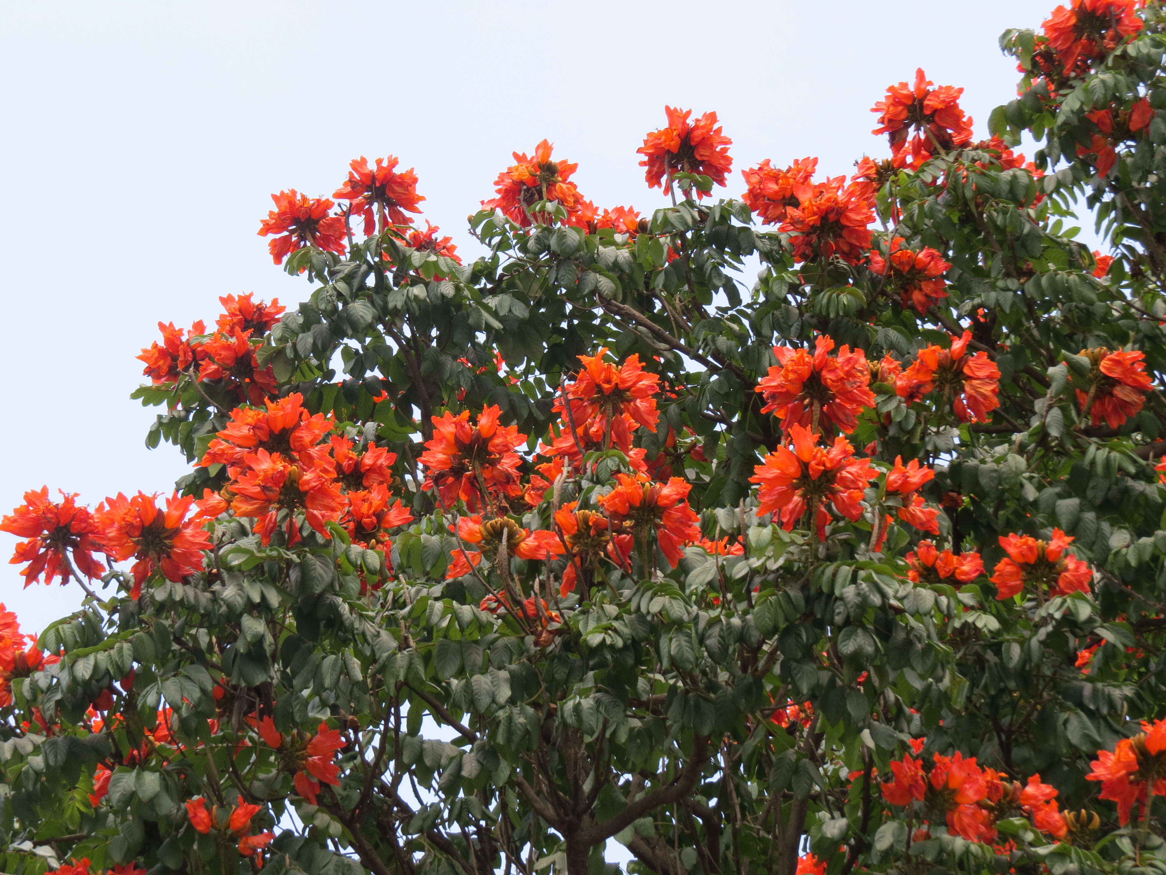 Image of African tulip tree