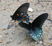 Image of Pipevine Swallowtail
