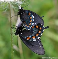 Image of Pipevine Swallowtail
