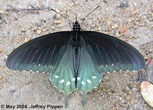 Image of Pipevine Swallowtail