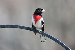 Image of Rose-breasted Grosbeak