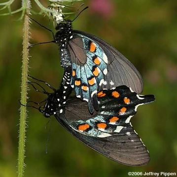 Image of Pipevine Swallowtail