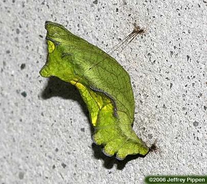 Image of Pipevine Swallowtail