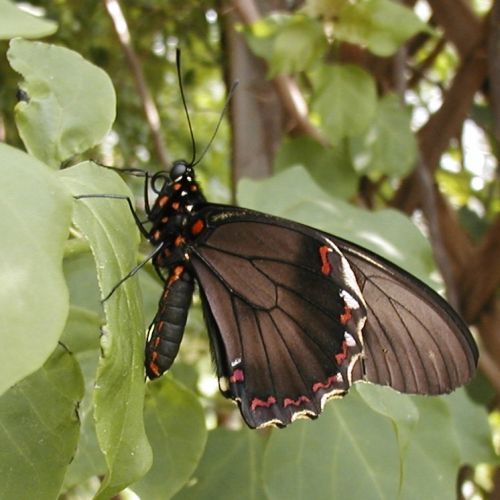 Image of Gold Rim Swallowtail