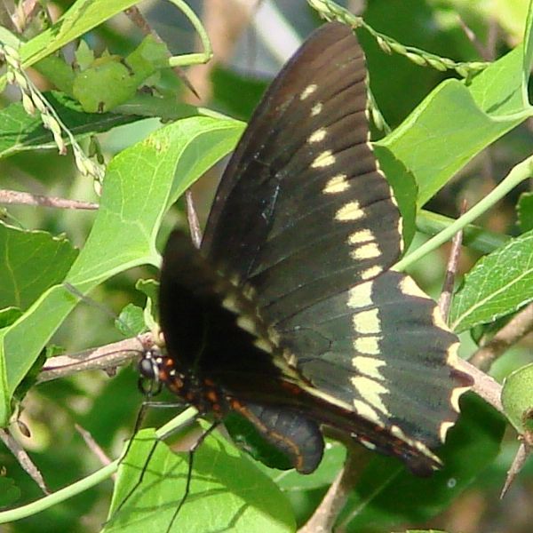 Image of Gold Rim Swallowtail