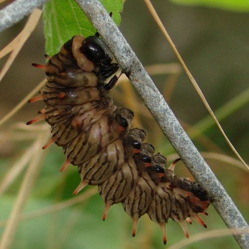 Image of Gold Rim Swallowtail
