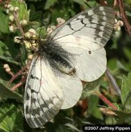 Plancia ëd Parnassius clodius Ménétriés 1855