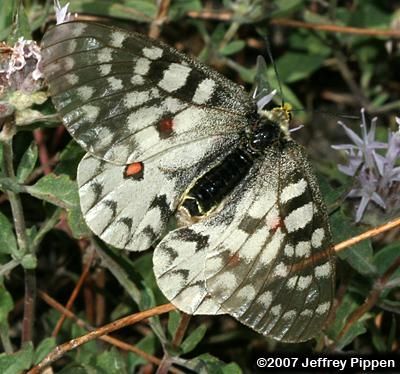 Plancia ëd Parnassius clodius Ménétriés 1855