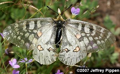 Plancia ëd Parnassius clodius Ménétriés 1855