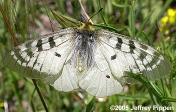 Image de Parnassius clodius Ménétriés 1855