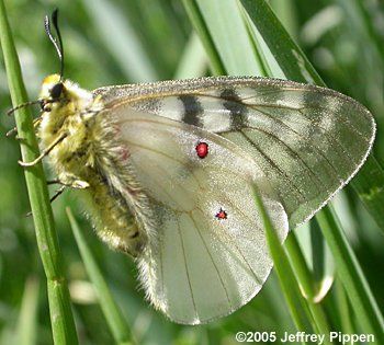 Plancia ëd Parnassius clodius Ménétriés 1855