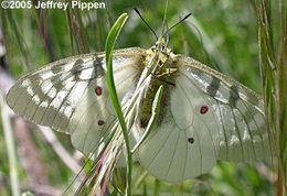 Plancia ëd Parnassius clodius Ménétriés 1855