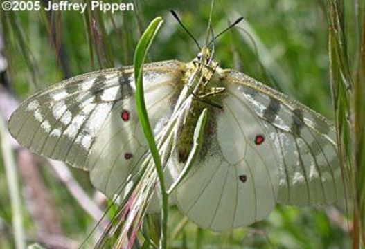 Image de Parnassius clodius Ménétriés 1855