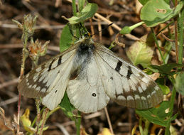 Image of Parnassius