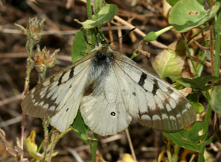 Plancia ëd Parnassius