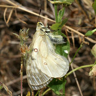 Image of Parnassius