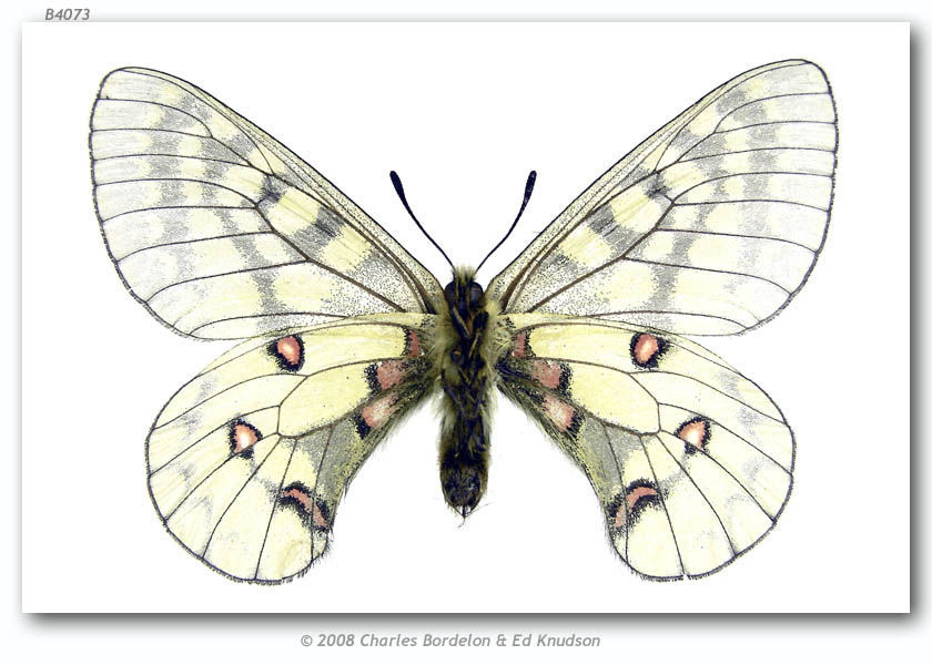 Слика од Parnassius eversmanni Ménétriés 1855