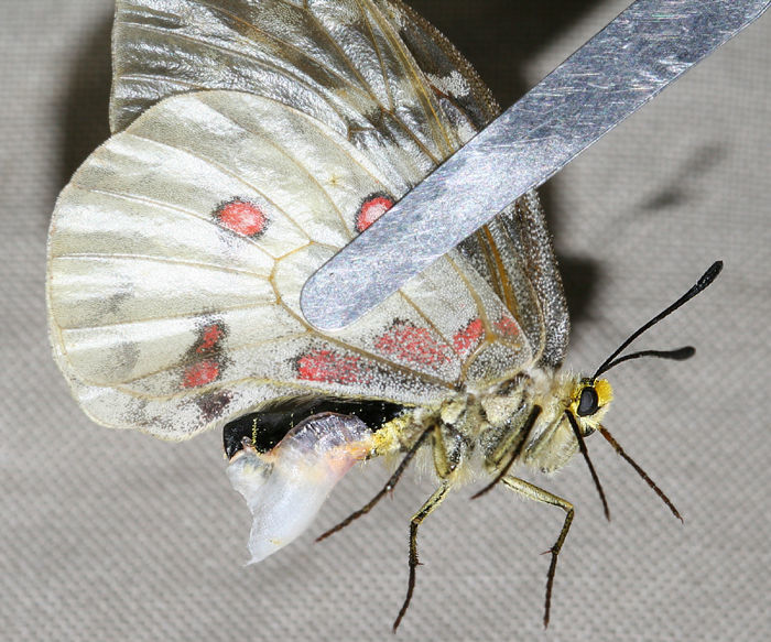 Image of Parnassius