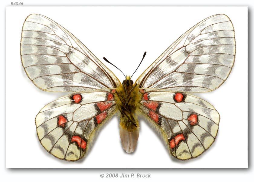 Слика од Parnassius eversmanni Ménétriés 1855