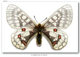 Слика од Parnassius eversmanni Ménétriés 1855