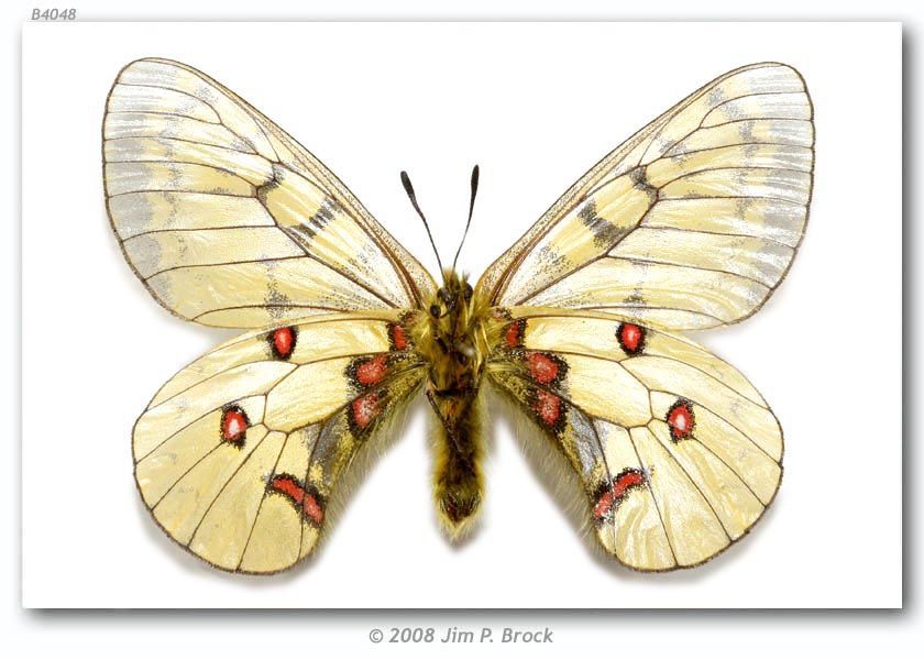 Слика од Parnassius eversmanni Ménétriés 1855