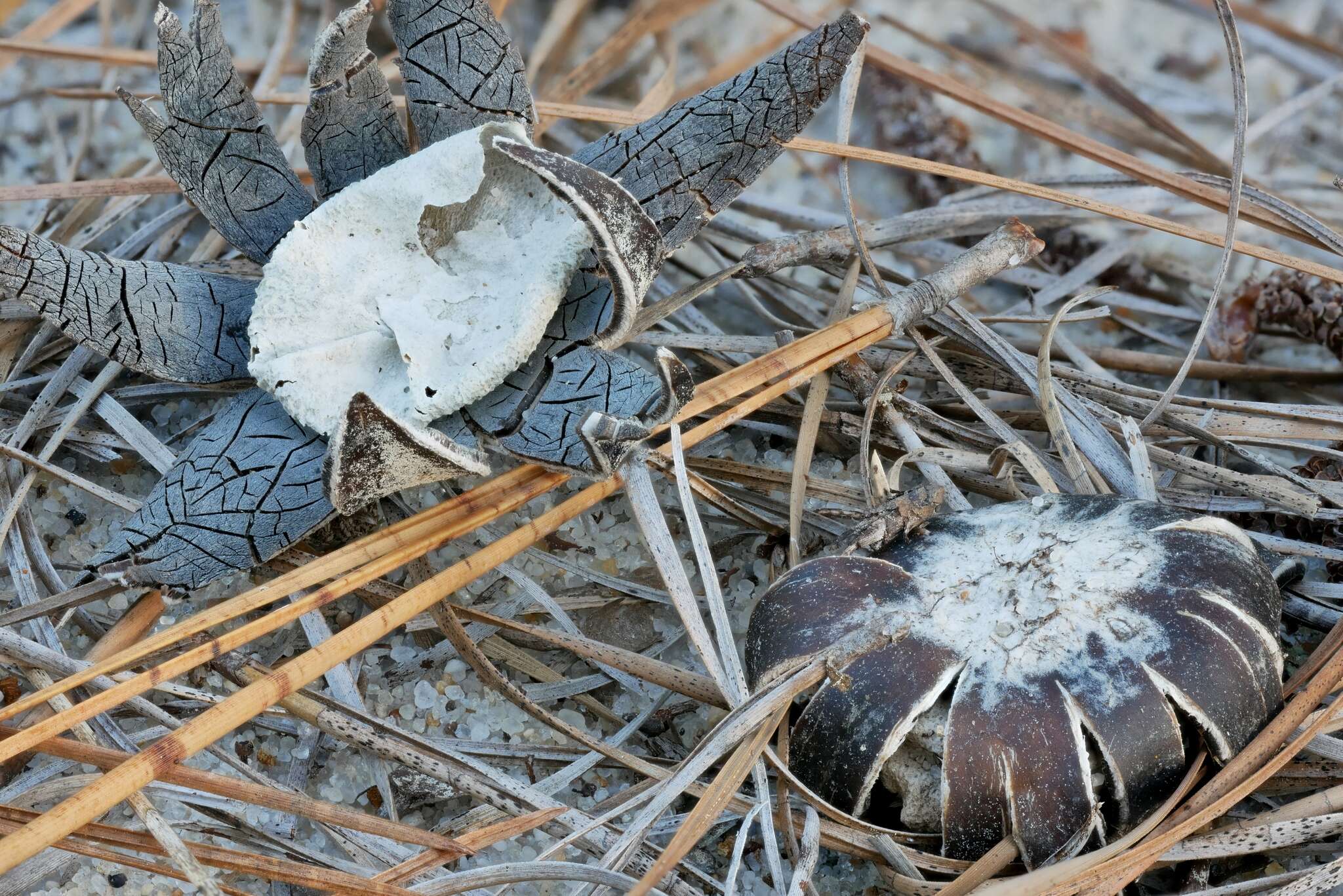 Image of Astraeus smithii Watling, M. P. Martín & Phosri 2013