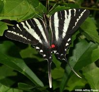 Image of Protographium marcellus (Cramer (1777))