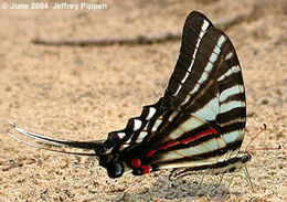 Image of Protographium marcellus (Cramer (1777))