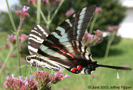 Image of Protographium marcellus (Cramer (1777))