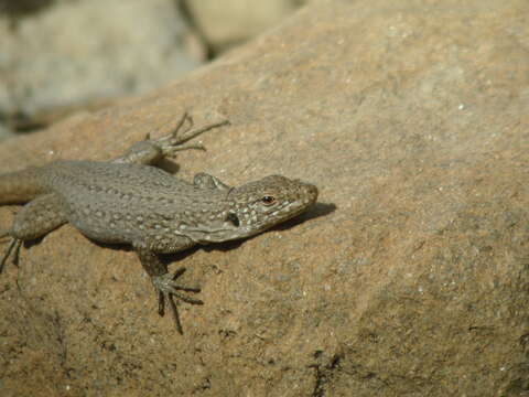 Image of Tenerife Speckled Lizard