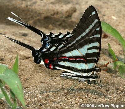 Image of Protographium marcellus (Cramer (1777))