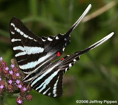 Image of Protographium marcellus (Cramer (1777))