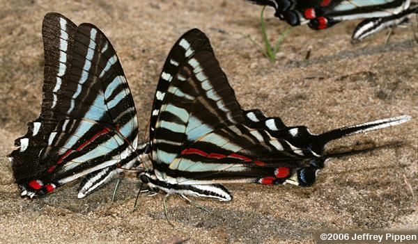 Image of Protographium marcellus (Cramer (1777))