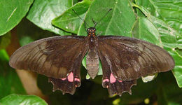 Image of Ruby-spotted Swallowtail