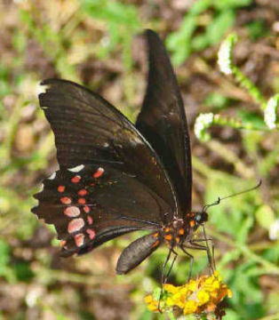 Image de Papilio anchisiades Esper 1788