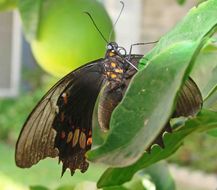 Image of Ruby-spotted Swallowtail