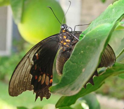 Image de Papilio anchisiades Esper 1788