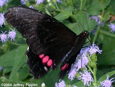 Image of Ruby-spotted Swallowtail