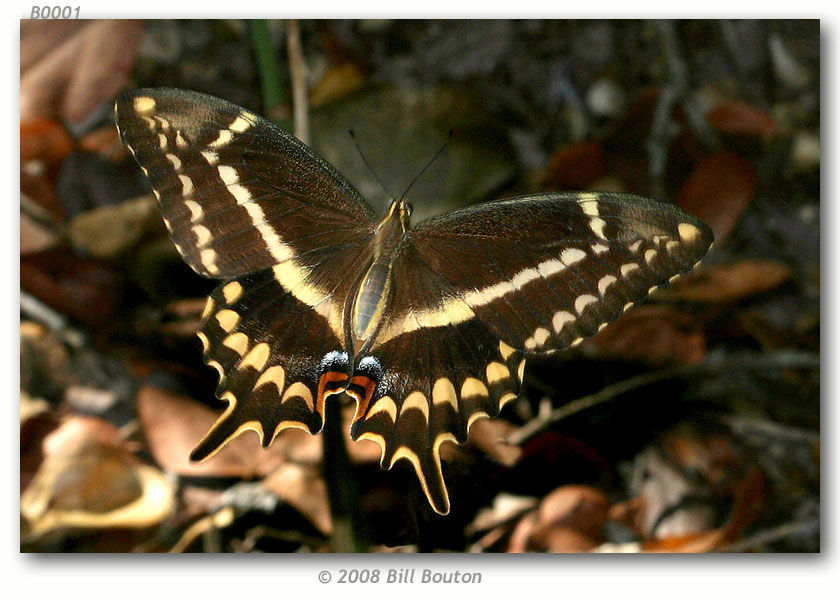 Image of Schaus' Swallowtail