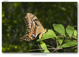 Image of Schaus' Swallowtail