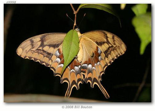 Image of Schaus' Swallowtail