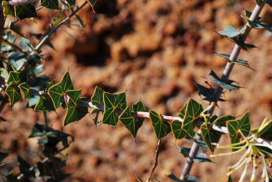 Image of Grevillea amplexans F. Müll. ex Benth.