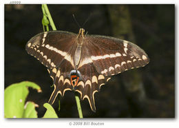 Image of Schaus' Swallowtail
