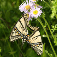 Image de Papillon tigré du Canada