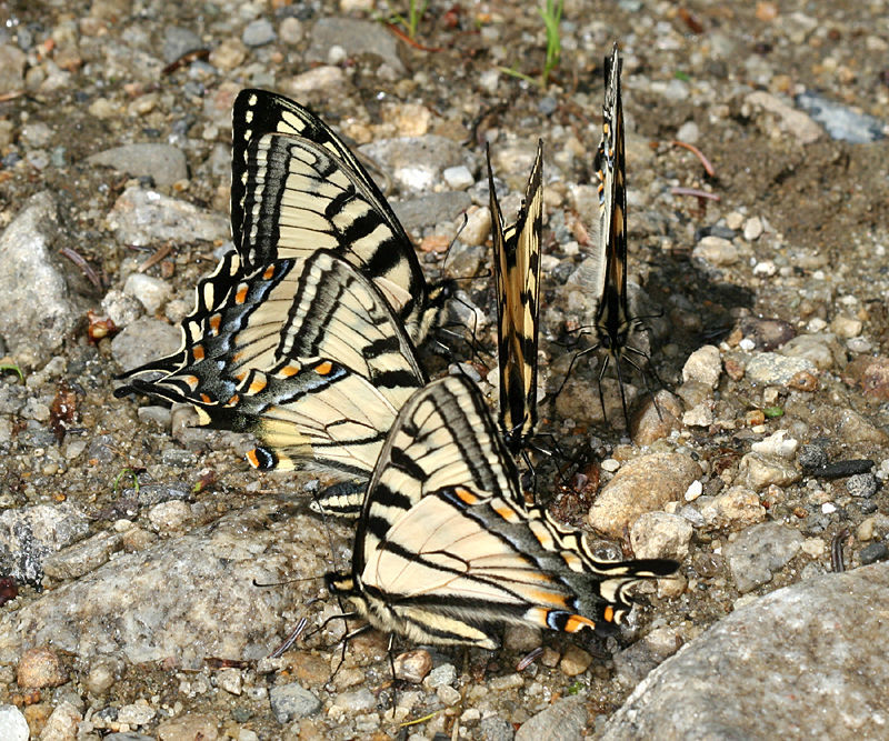 Image de Papilionidae