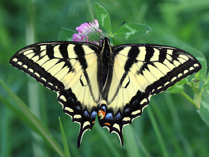 Image de Papilionidae