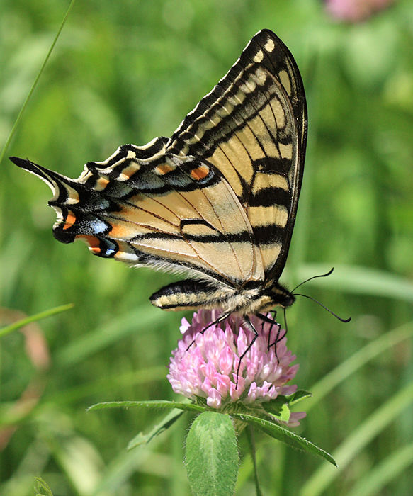 Image de Papilionidae