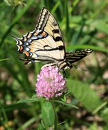 Image de Papilionidae