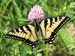 Image de Papilionidae