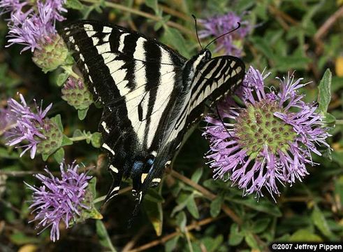 Image of Pale Swallowtail